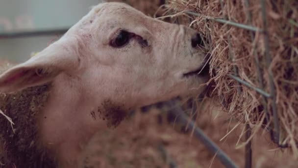 Cute Baby Sheep Feeding Hay Close — стоковое видео