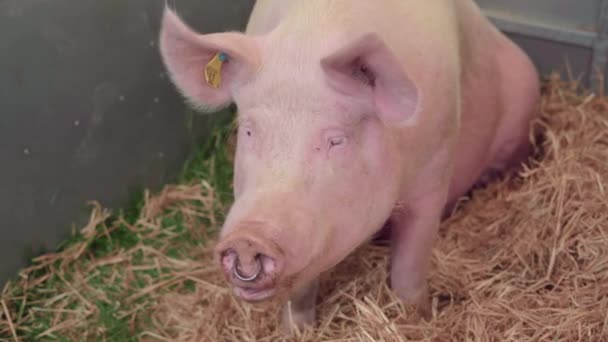 Yorkshire Pig Entry Tag Its Ear Resting Corner Lying Hay — Video Stock