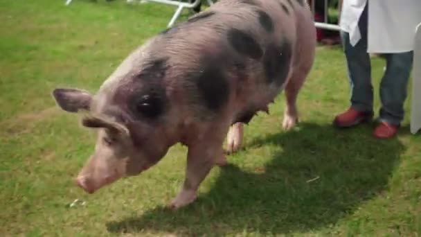 Gloucestershire Old Spots Rare English Breed Pig Farm Animal Contest — Vídeo de Stock