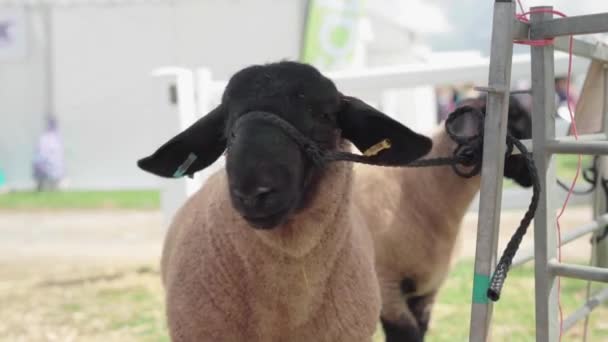 Two Woolly Brown Sheep Ttied Fence Agricultural Show England Closeup — Stock video