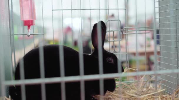 Black Rabbit Resting Cage Hay Agricultural Show Cornwall England United — ストック動画