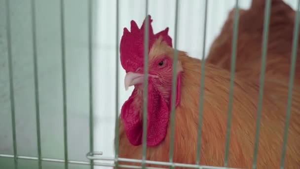 Golden Buff Cochin Rooster Looking Its Cage Agricultural Show Closeup — Vídeo de stock
