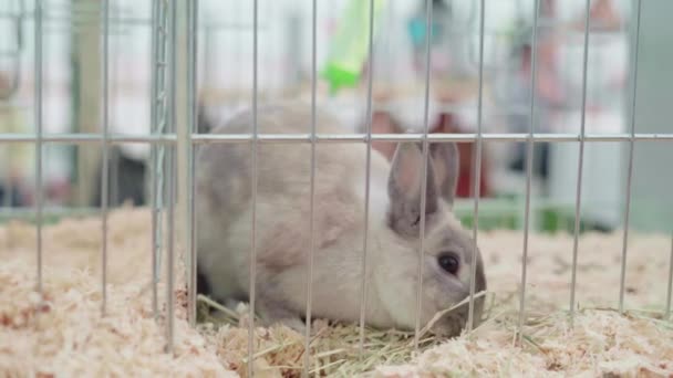 Hare Grazing Cage Cornwall Full Shot — Wideo stockowe