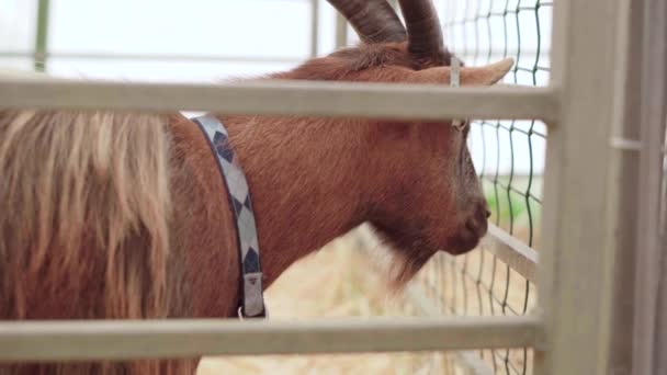 Uma Cabra Dentro Rancho Durante Royal Cornwall Show 2019 Reino — Vídeo de Stock