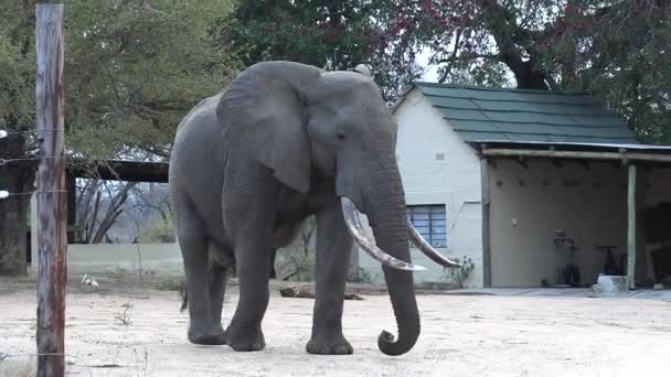 African Elephant Bull Impressively Large Tusks Walks Small Village — 비디오