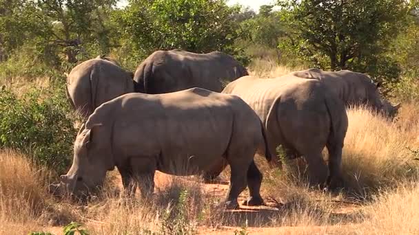 Group Southern White Rhinos Calmly Graze Tall Grass Sunlight — Video