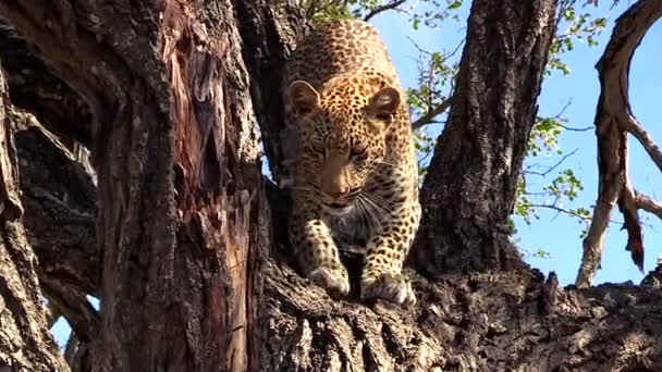 Leopard Climbs Downward Branches Tree Sunlight Close View — Vídeo de Stock