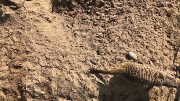 Top View Meerkat Suricate Roaming Ground Slow Motion — Stockvideo