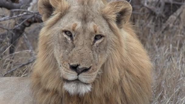 Close View Face Sleepy Male Lion Blinking His Eyes Bushland — Vídeos de Stock