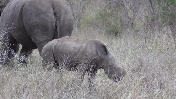 Close View Small Rhino Calf Walking Tall Grass Its Mother — Vídeos de Stock