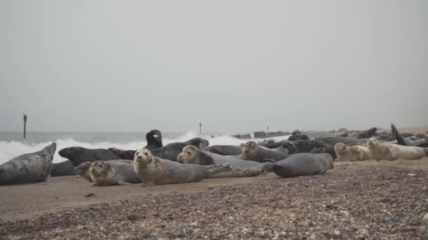 Herd Marine Seals Lying Sandy Beach Shore Horsey Gap Norfolk — Vídeo de stock