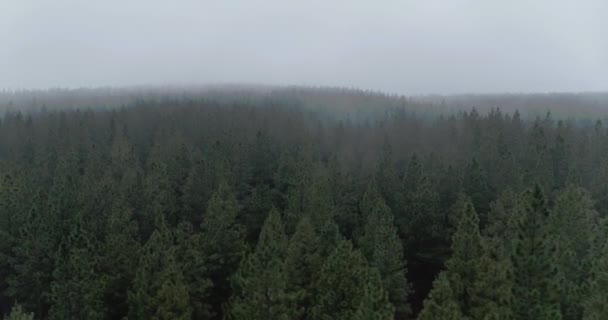 Drone Aerial Shot Tracking Forrest Tree Tops Thick Foggy Day — Wideo stockowe