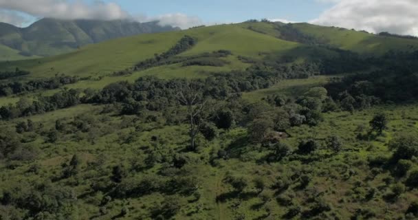 Drone Aerial Shot Tracking Big Dead Tree Beautiful Lekgalameetse Provincial — стокове відео