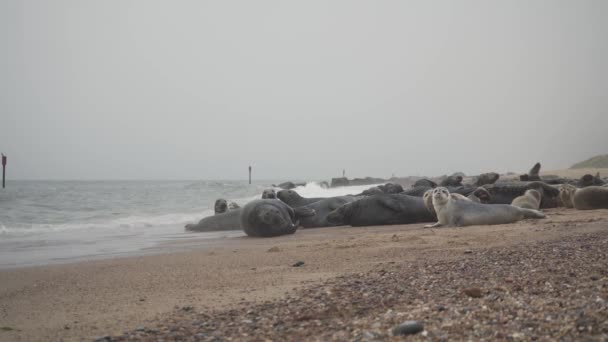 Stado Morskich Fok Odpoczywających Towarzyskich Brzegu Plaży Norfolk Anglia — Wideo stockowe