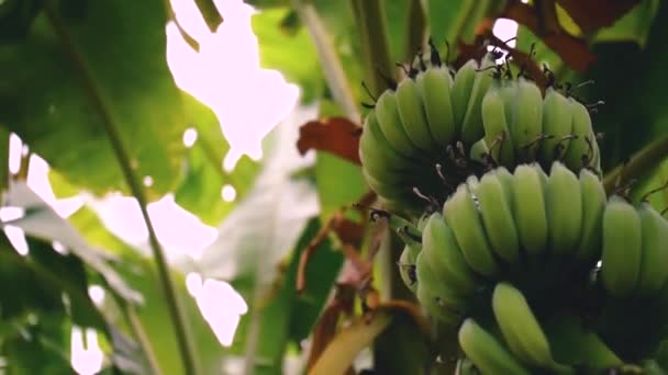 Bando Bananas Verdes Frescas Árvore Floresta Ilha Perto Hanói Capital — Vídeo de Stock