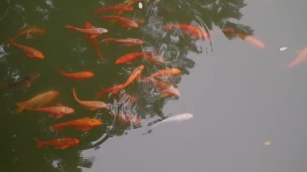 Koi Fish Swimming Freely Pond Close — Video Stock