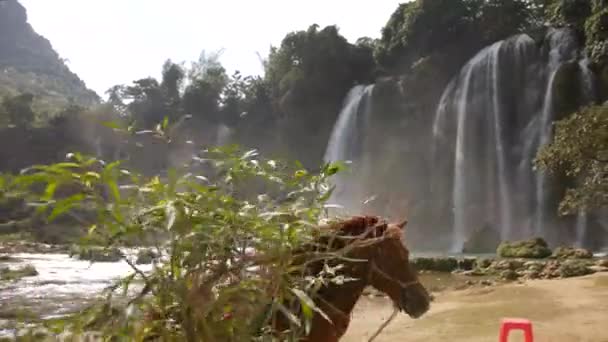 Beautiful Brown Horse Water Edge Cao Bang Waterfalls Ban Gioc — Stock video