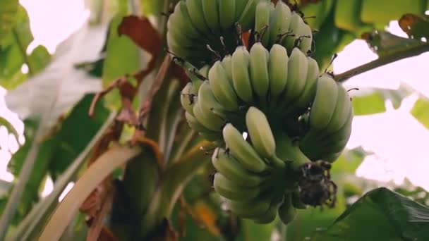 Banana Tree Unripe Fruits Bunch Unripe Bananas Hanging Tree Island — Wideo stockowe