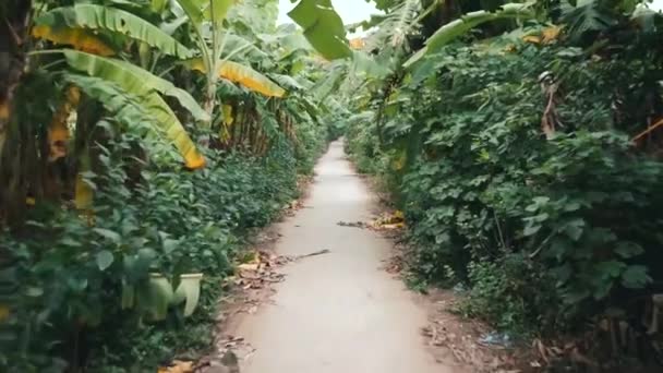 Walking Dirt Path Banana Tree Island Hanoi Vietnam Wide – stockvideo