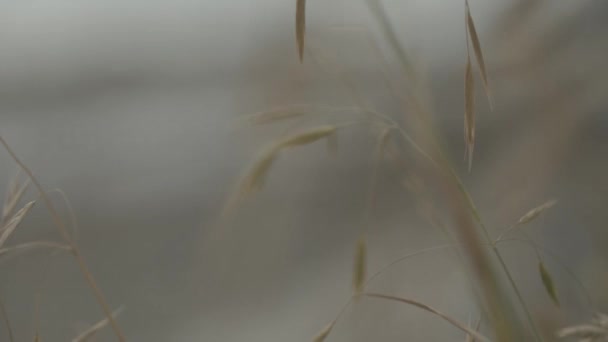 Brown Grass Light Wind Shaking Back Forth Ocean Background — Vídeos de Stock