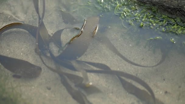 Kelp Still Tide Pool Oregon Coast — Vídeos de Stock