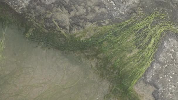 Small Tide Pool Green Seaweed — Stockvideo