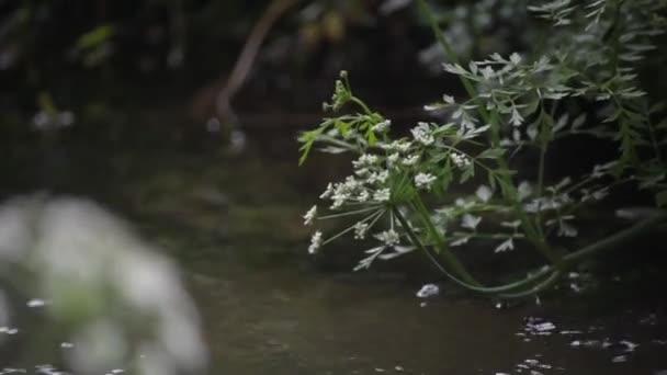 Wild Flowers Hanging Ower River Forest — Vídeo de Stock
