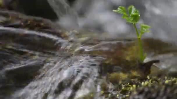 Flusslauf Aus Nächster Nähe Mit Einem Knospenkeim Der Wasser Wächst — Stockvideo