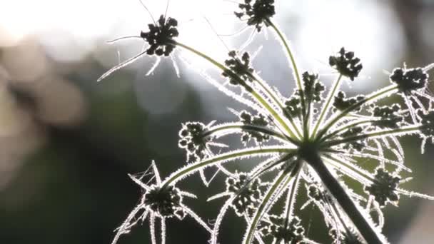 Schöne Silhouette Einer Pflanze Morgengrauen Mit Verschwommenem Hintergrund Und Unwirklichem — Stockvideo