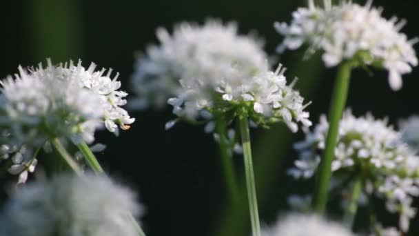 Asteraceae White Flower Forest Soft Oaning Movement – stockvideo