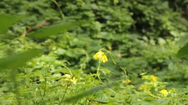 Camera Pan Nettle Plant Forest Sunny Background Sof Focus — Vídeos de Stock