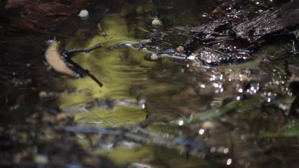 Beatiful Green Reflection Small Water Spring Forest — Video