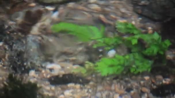 Абстрактна Підводна Зелена Рослина Річці — стокове відео