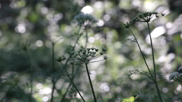 Beatiful Wild Plants Forest Blurry Background Nice Bokeh — стоковое видео