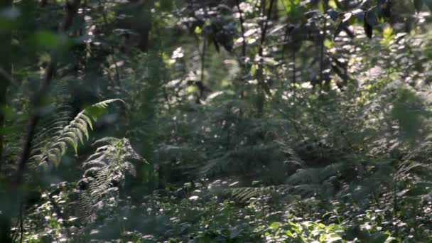 Pan Bunch Farn Wild Forest — Vídeo de stock