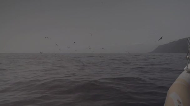 View Sea Tenerife Volcanic Canary Island Spain Lots Seagulls Fishing — Video
