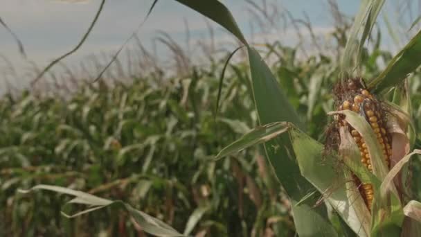 Corn Cornfield Summer — Stockvideo