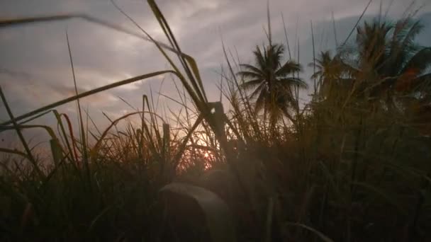 Grass Beach Tropical Sunset — Stockvideo