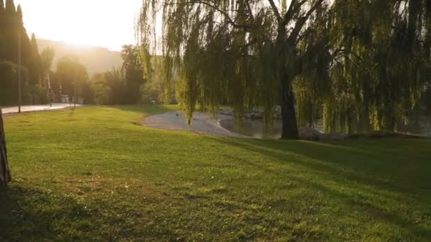 Morning Lake Garda Single Big Willow Tree Back Lit Sunrise — Stock video