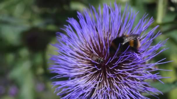 Close Bumblebee Collecting Pollens Beautiful Flower — Vídeos de Stock