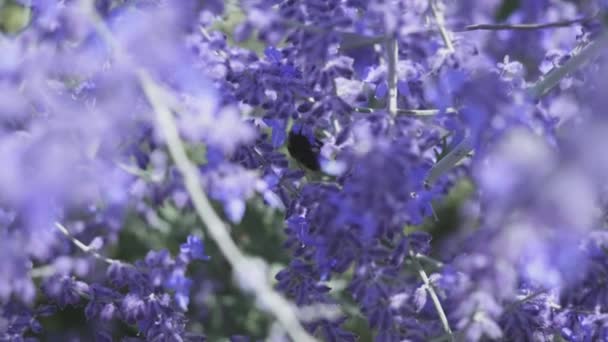 Close Van Een Hommel Pollen Verzamelen Een Mooie Bloem — Stockvideo