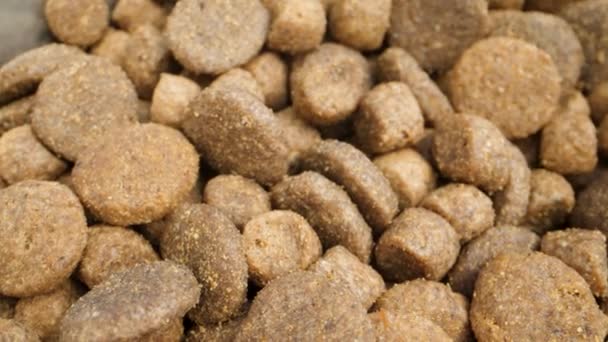 Macro Shot Dry Dog Food — Vídeos de Stock