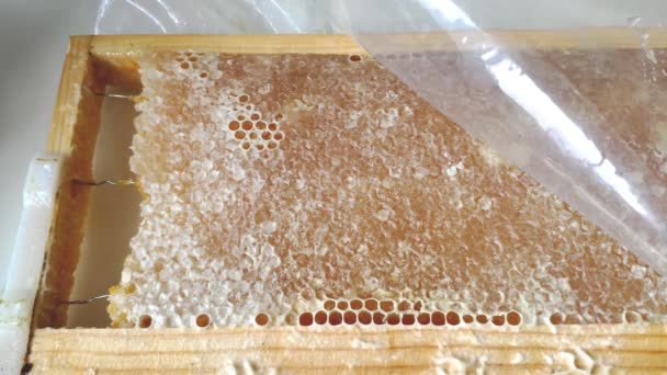 Honey Frame Picture Pretty Much Full Honeycomb Only Small Gap — Stok video
