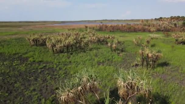 Low Slow Moving Drone Shot Green Swamp Blue Water Holmes — Stockvideo