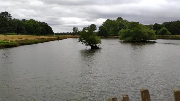 One Ponds Centre Richmond Park Cloudy Day Two Trees Middle — Stock videók