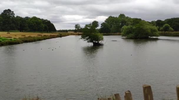 One Ponds Centre Richmond Park Cloudy Day Two Trees Middle — Stock video