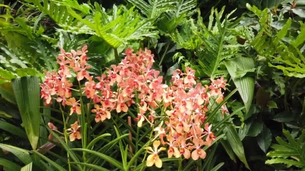 Red Yellow Orange Colour Cymbidium Orchid Plant Surrounded Monstera Botanical — Vídeo de Stock