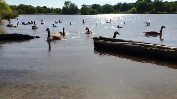 Richmond Park Pond Sunny Summer Day Bunch Geese Very Close — Video Stock