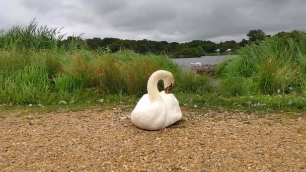 Richmond Park Cloudy Day Path Next Pond Big Swan Sitting — Video Stock