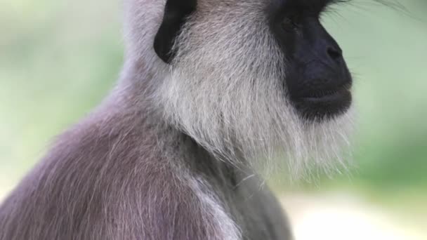 Langur Monkey Sits Still Looking Jungle — Stockvideo